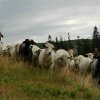 Karpaty