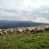 Karpaty