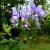 Carpathians