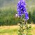 Carpathians
